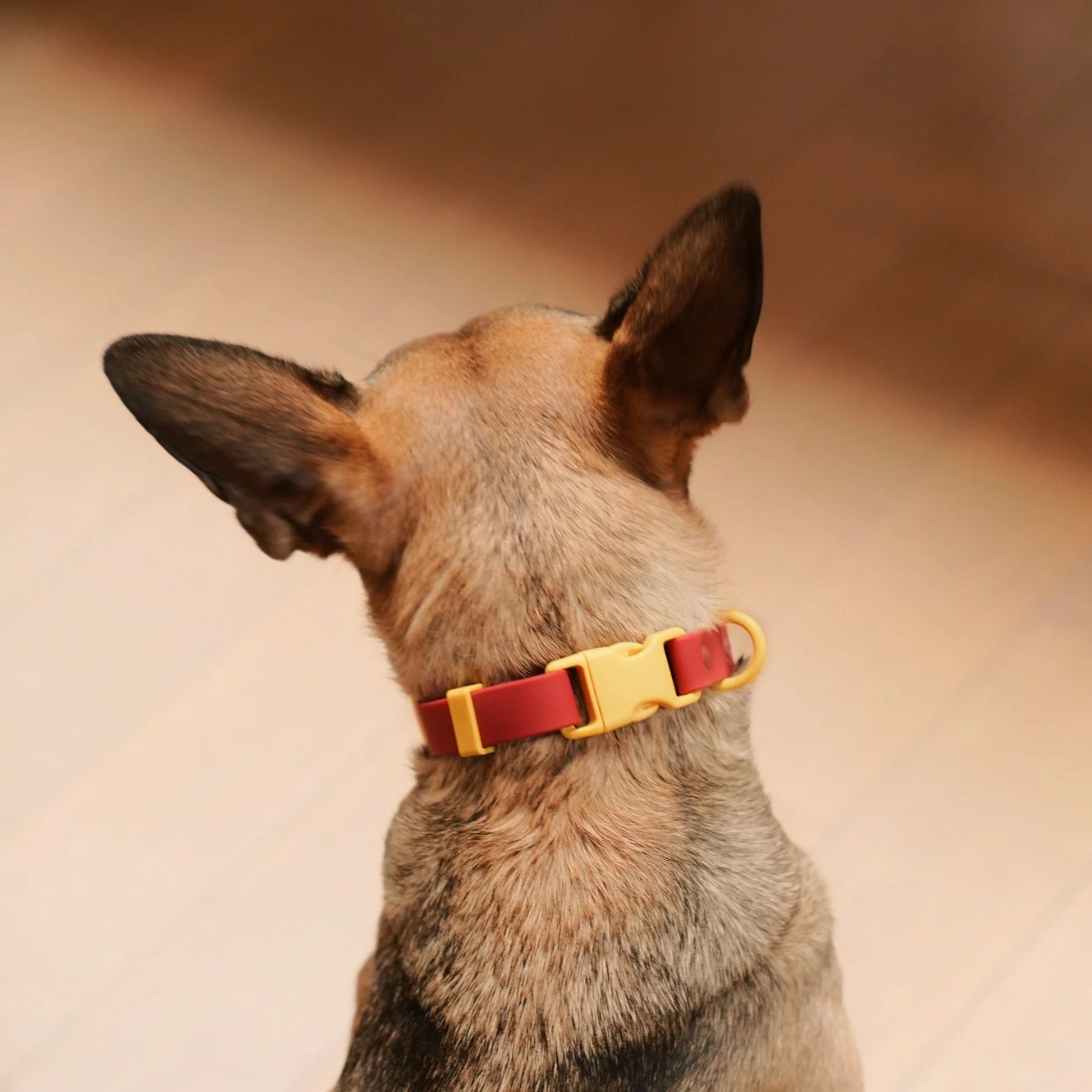 The Fritz Collar + Poop Bag